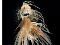 ��δ������Щ����������