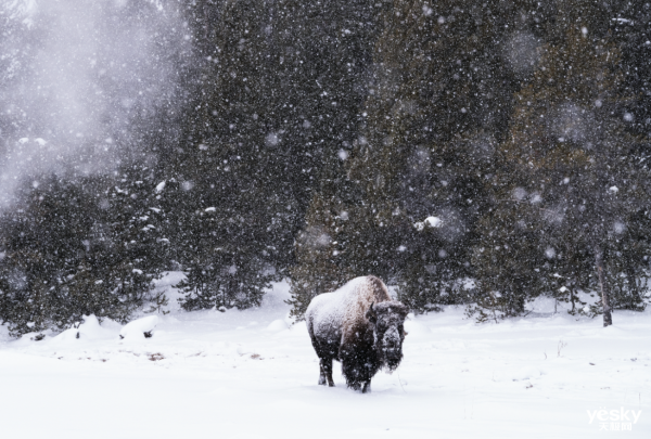 ɨ˲Ĳ׽븻ʿGFX100IIϵͳں